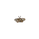 broche achterzijde vlinder